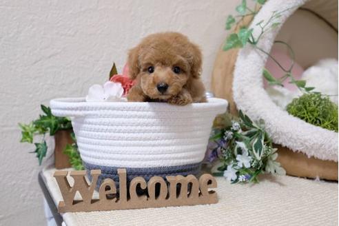 成約済の滋賀県のトイプードル-119994の5枚目